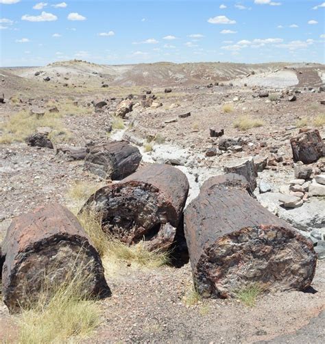 Il Tempio della Foresta Pietrificata: Un gioiello naturale di straordinaria bellezza!